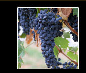 gkvines©2012